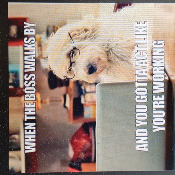 Working Hard Boss - Picture 1 of 1